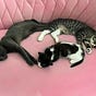 The Three Mus_Cat_Ears's avatar