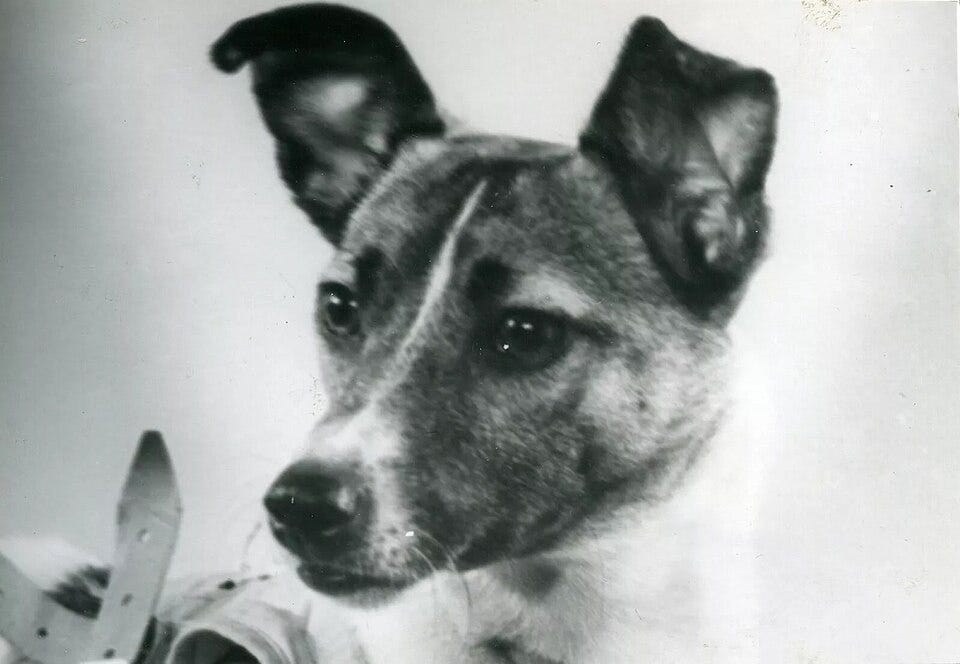 File:Laika in 1957.jpg