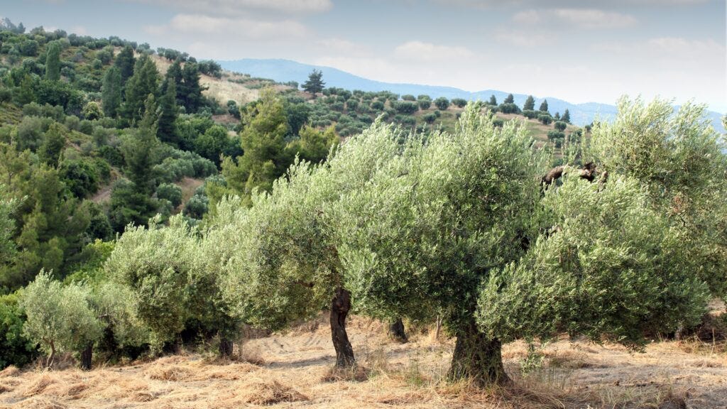 A scenic view of an olive grove with lush, mature olive trees on rolling hills. The trees are set against a backdrop of green vegetation and distant mountains under a partly cloudy sky, representing a traditional olive oil-producing landscape.