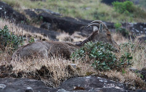 More brown, goat-like animals with horns, one in front of three men seen on the edge of the image, plus more mountains and grassland with cloudy skies