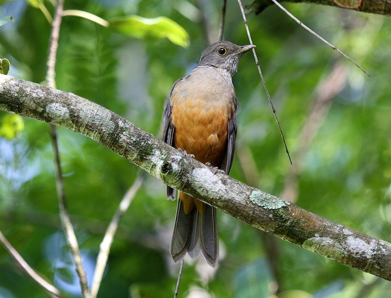 Robin in nature. Original public | Free Photo - rawpixel