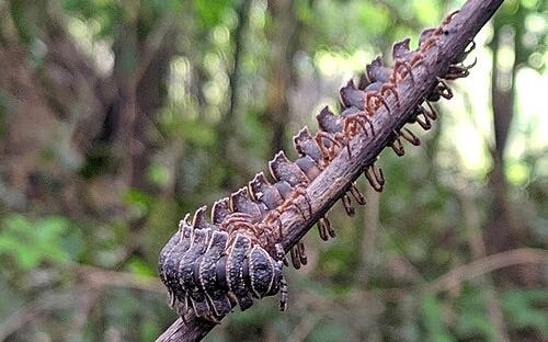 File:Ciempiés, quilópodos, Chilopoda, miriápodos.jpg