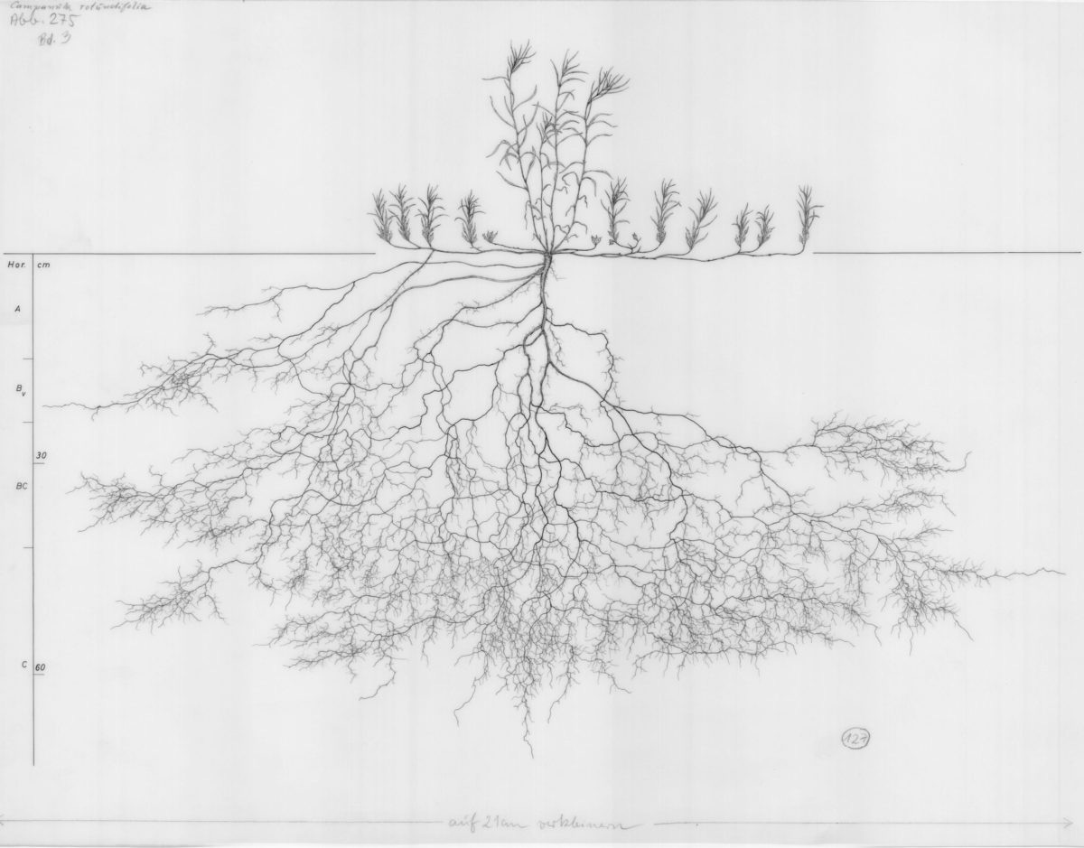 Life At Roots Analysis Life-Giving Grassroots Growing in Defiance