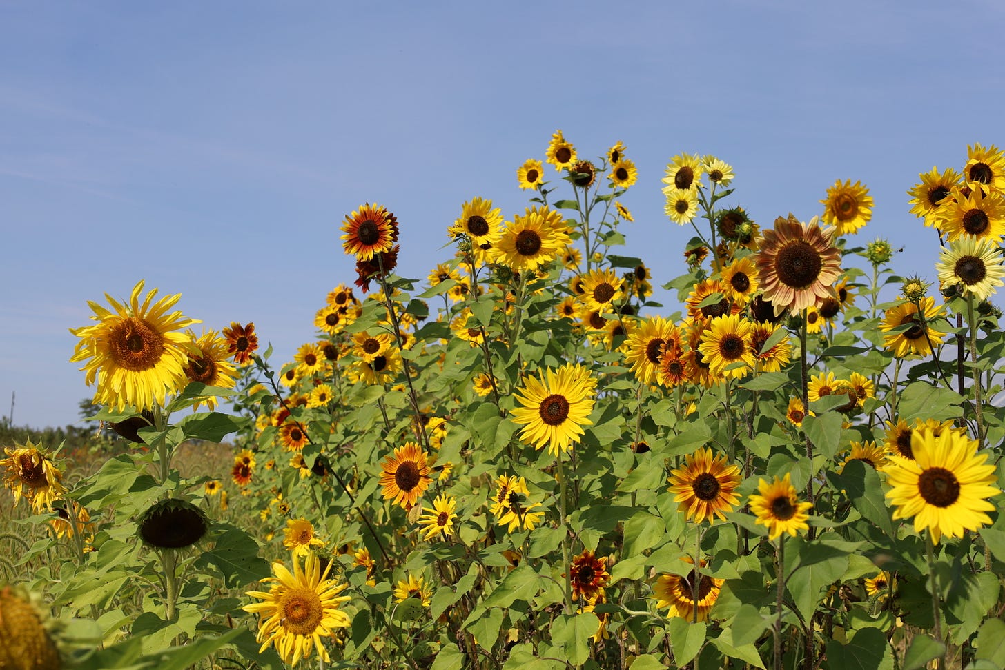 sunflower patch at the Genuine Faux Farm