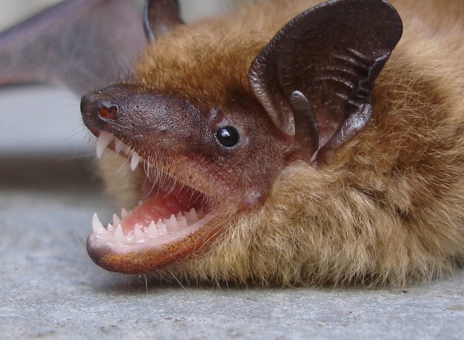 astralcodexten.substack.com