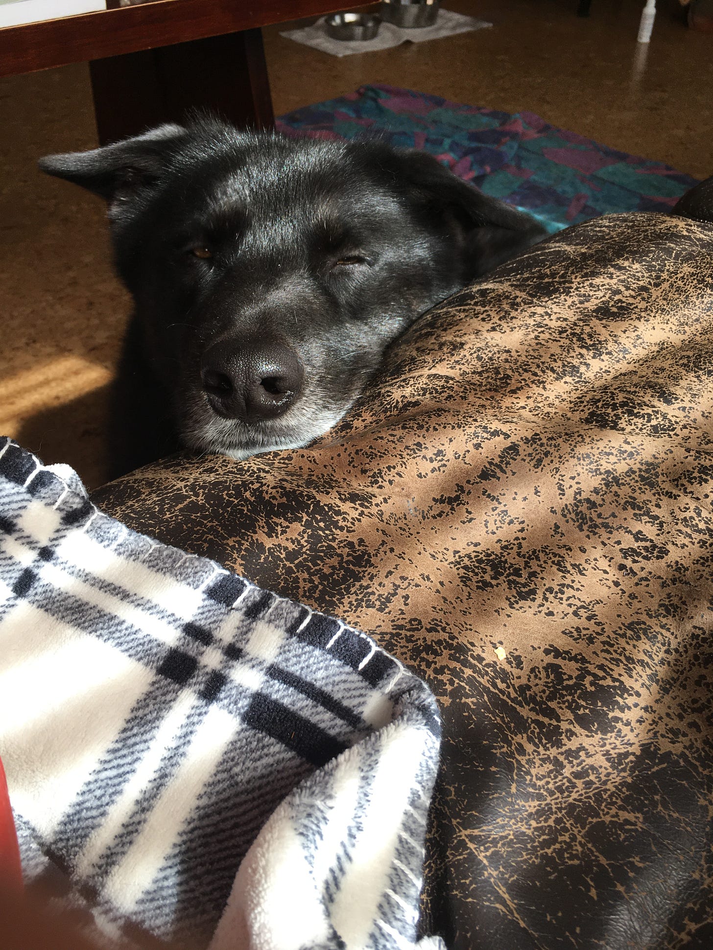 white and black patterned blanket showing on bottom left corner of picture on fading leather coach. black and white dog's face/snout is resting on couch edge staring at person who is taking picture, behind dog you see house floor, coffee table leg and food bowls on towel. dog's eyes are mostly closed but squinting open.