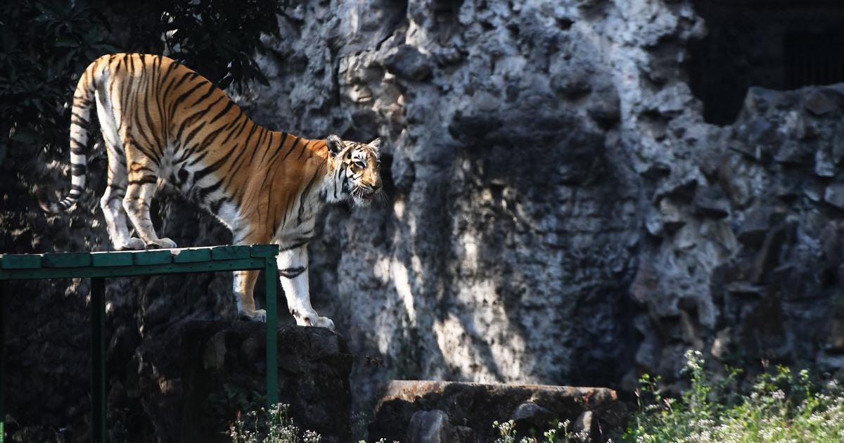 Daily Brief: Why Indian zoos are unsafe for staff
