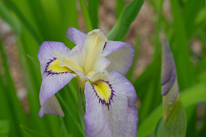 iris pseudata