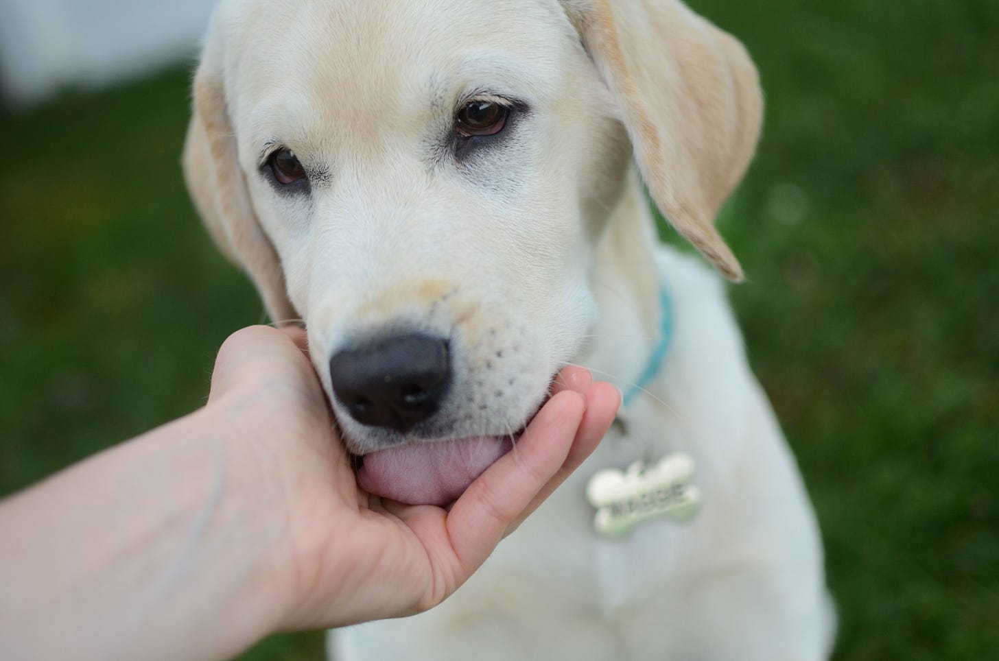 A yellow Labrador retriever puppy licks a person's hand. 