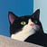 Bowen Xiao's avatar