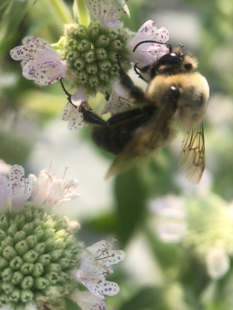Native bumblebee on pycnantheum pilosum