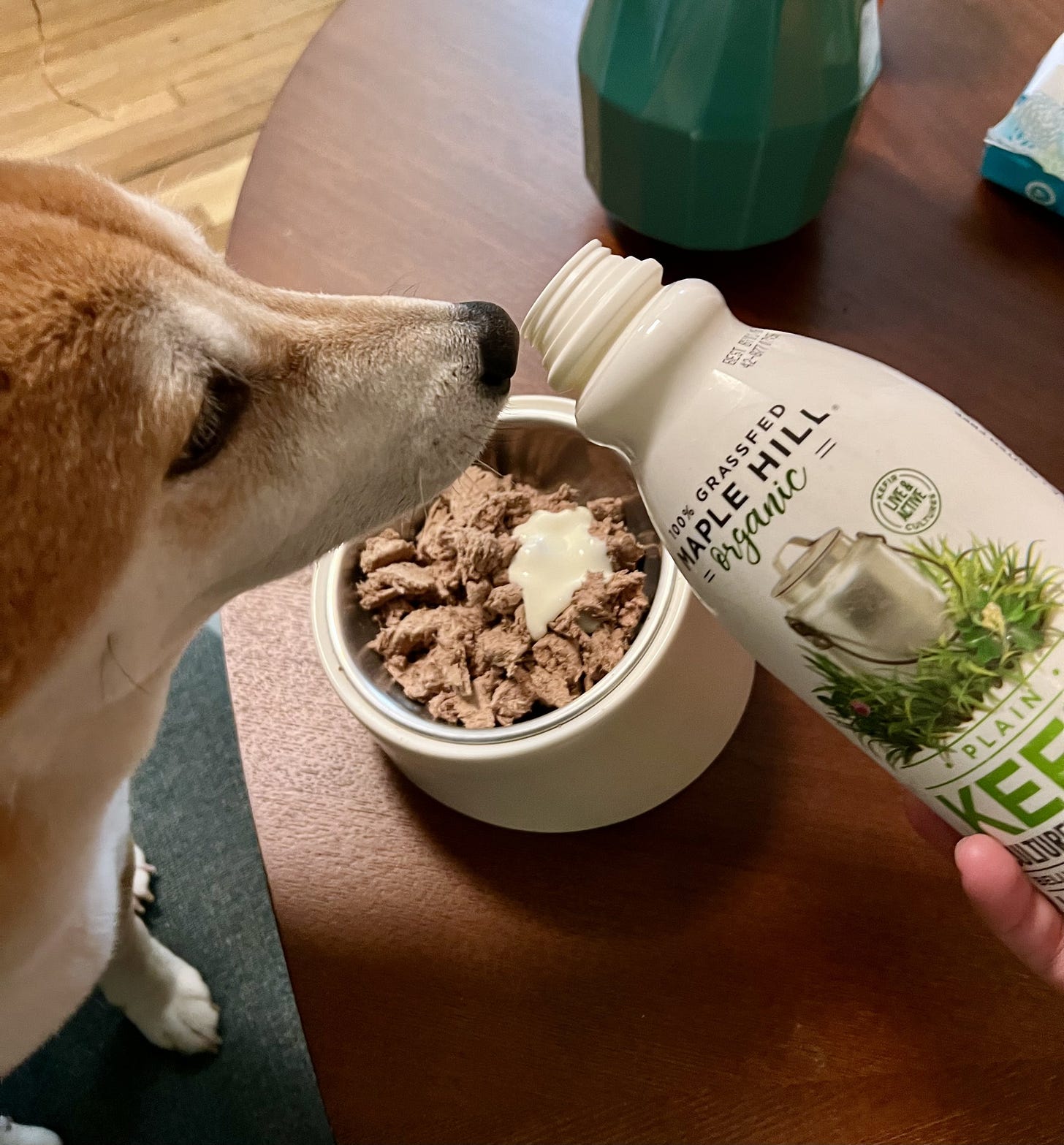 My Dog Vito's Refined Dairy Palate - by Sohla El-Waylly