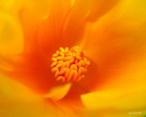 A gallery of six images showcases different aspects of nature: bird, butterfly, beach, flower, light, droplets.