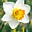 Daffodil Daze's avatar