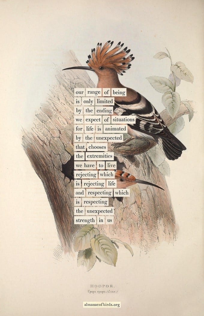 An Almanac of Birds: Divinations for Uncertain Days – The Marginalian