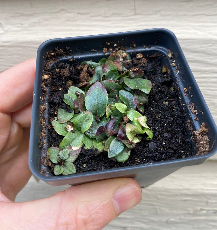 Four photos illustrating what containerized plants will look like when they are ready for chilling.