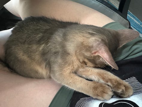 Yuzu the cat, taking a catnap.