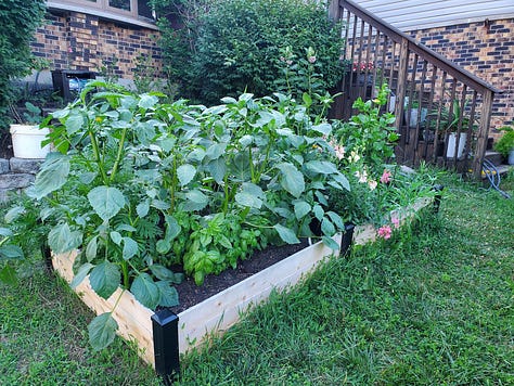 Overflowing garden boxes; the right angles of dahlias, pink sugar snap pea flowers with blurry people in the background; a ladybug on milkweed that's about to bloom