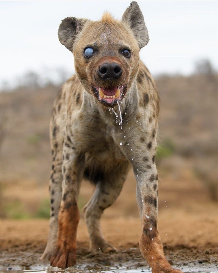 This old and half-blind Spotted Hyena - Album on Imgur | Animaux effrayants, Animaux, Animaux féroces This old and half-blind Spotted Hyena - Album on Imgur | Animaux effrayants, Animaux, Animaux féroces
