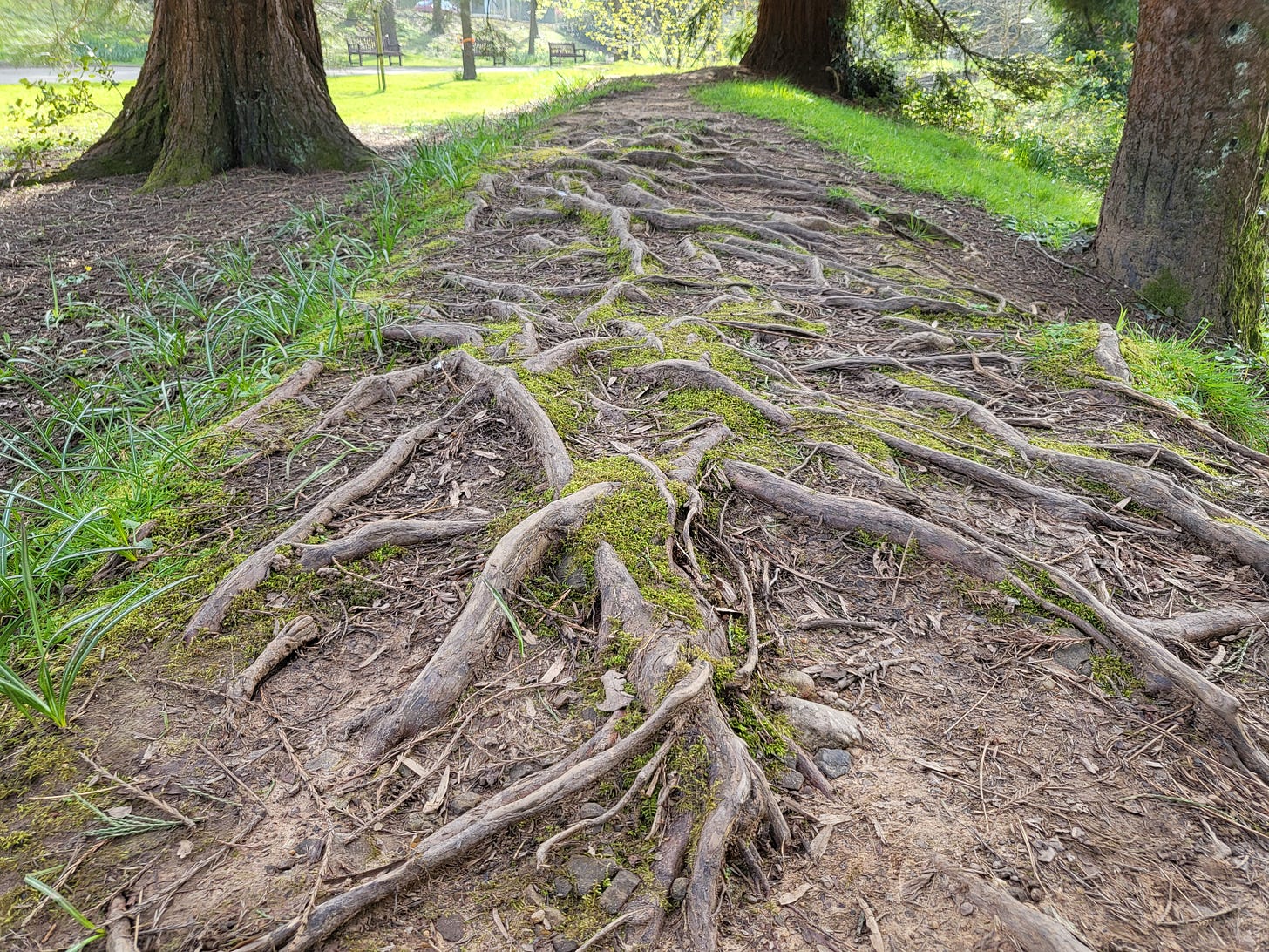 A mishmash of roots growing across a path in a park in springtime - trees on either side and sunlit lawn in the distance