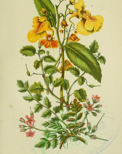 From the Spring Foraging Cookbook: Jewel Weed or Touch Me Not