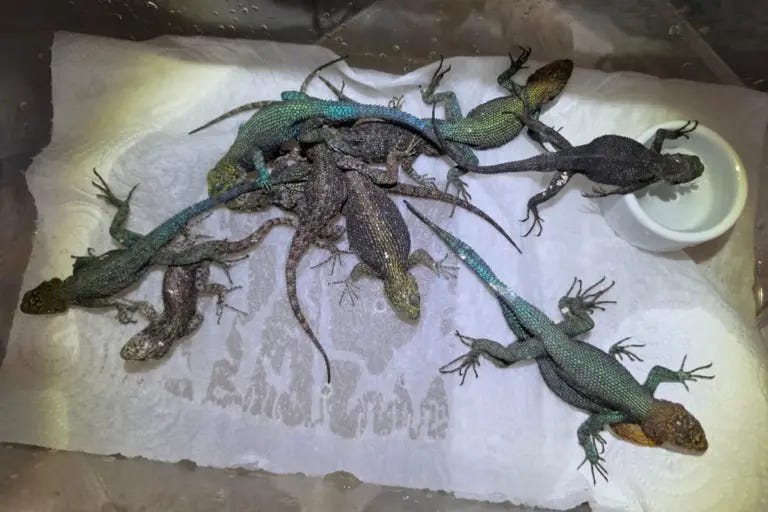 Detienen a mexicano por transportar 90 reptiles en aeropuerto de Alemania Detienen a mexicano por transportar 90 reptiles en aeropuerto de Alemania