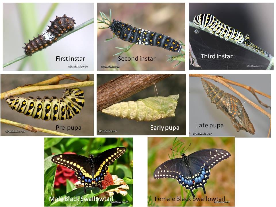Swallowtail caterpillar development | Back Yard Biology