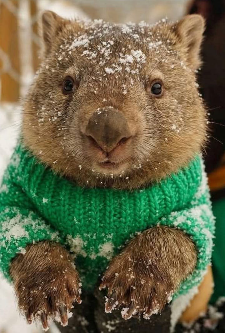 Wombat Stack Wombat Wednesday! No Words, Just Wombats!