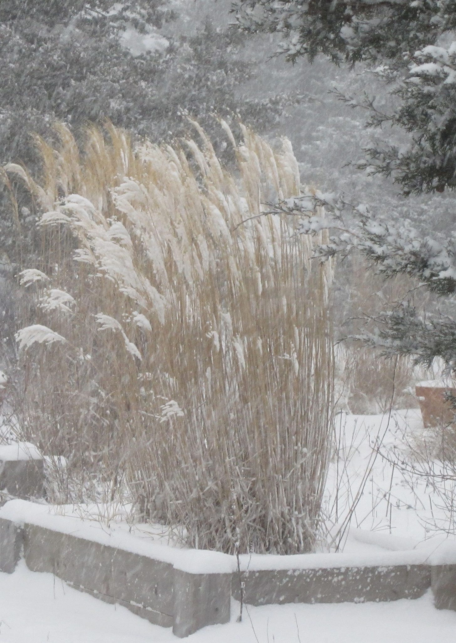 snowday3