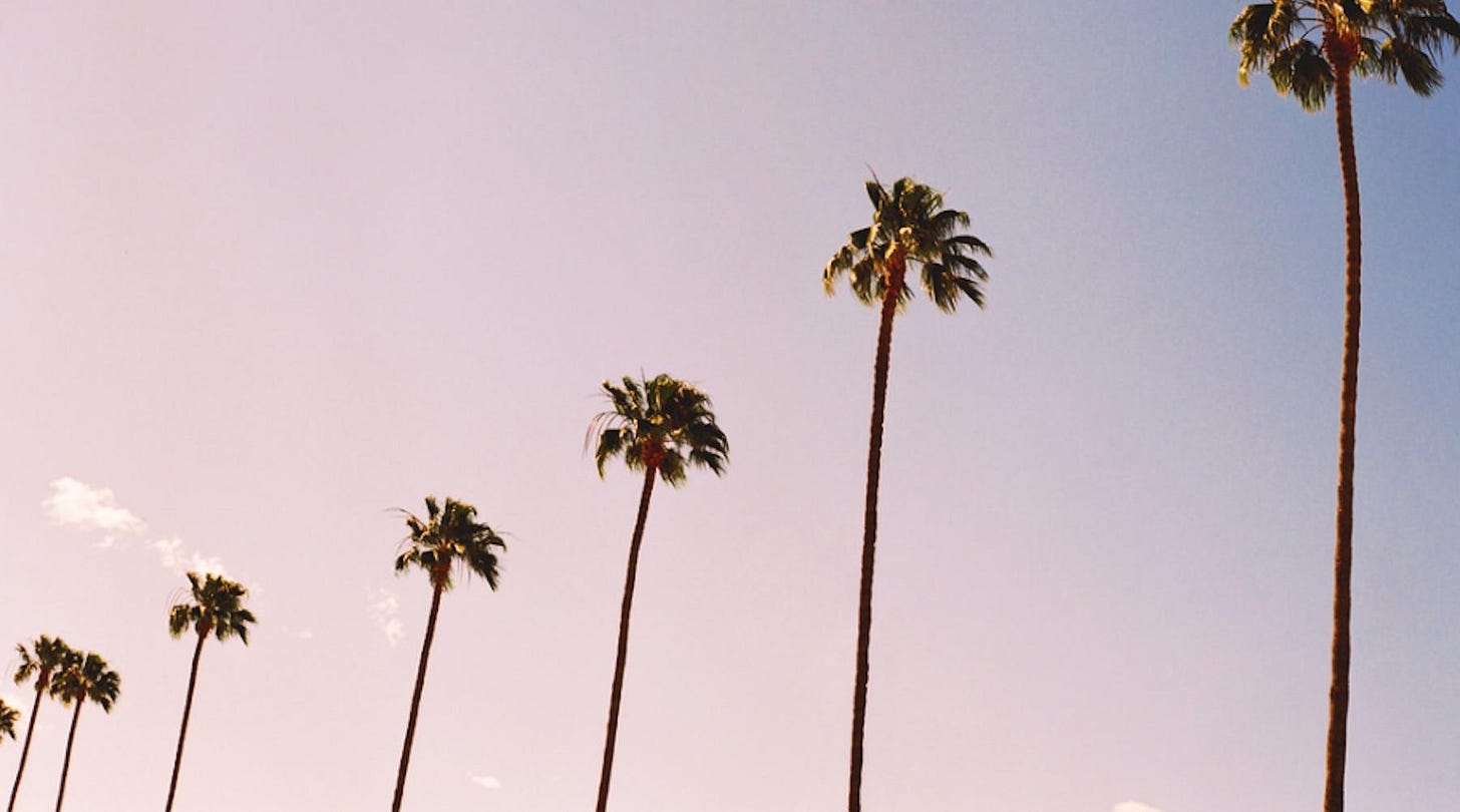 palm