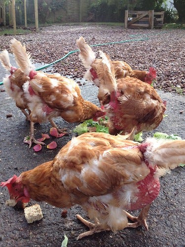 Eating Chickens Eating Chickens