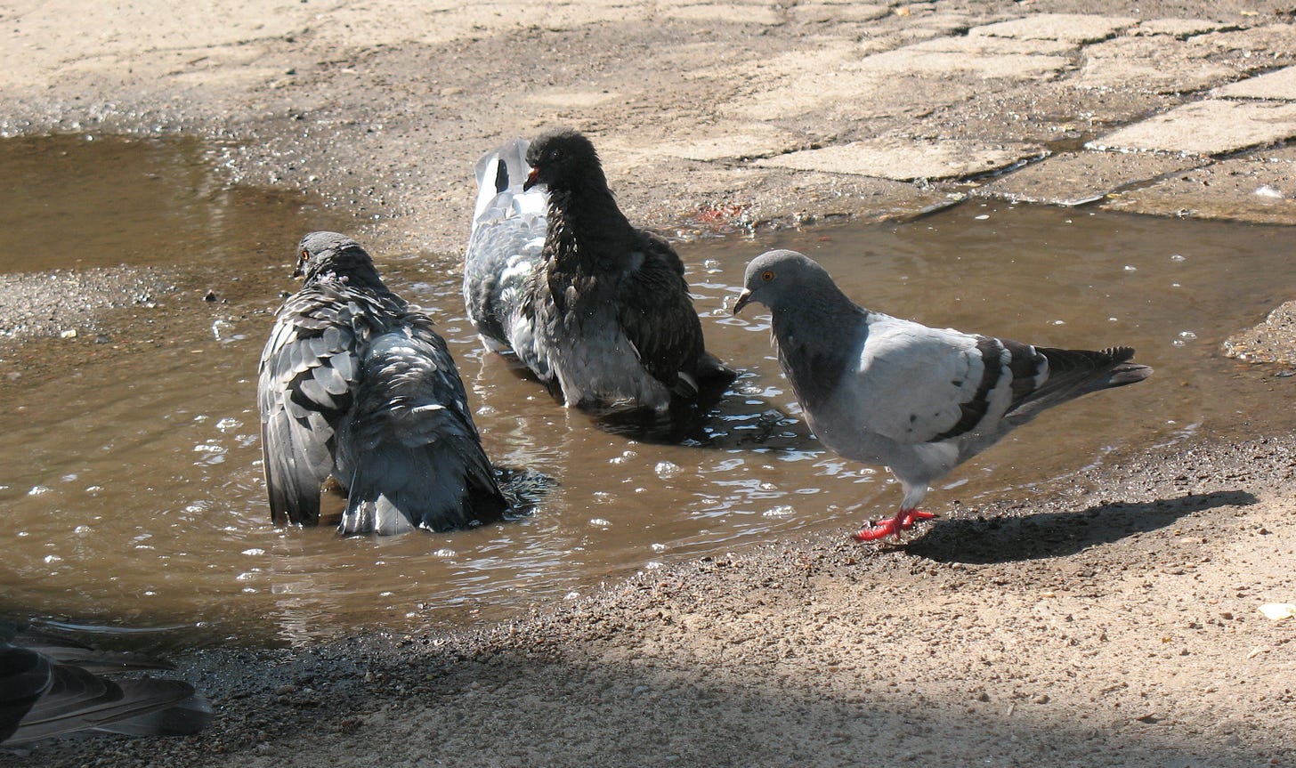 Rock Pigeons in 2010 Northern Hemisphere summer heat wave7
