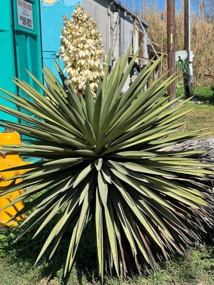 Yucca plant