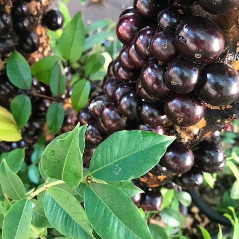 Images of a Brazilian Grape Tree.