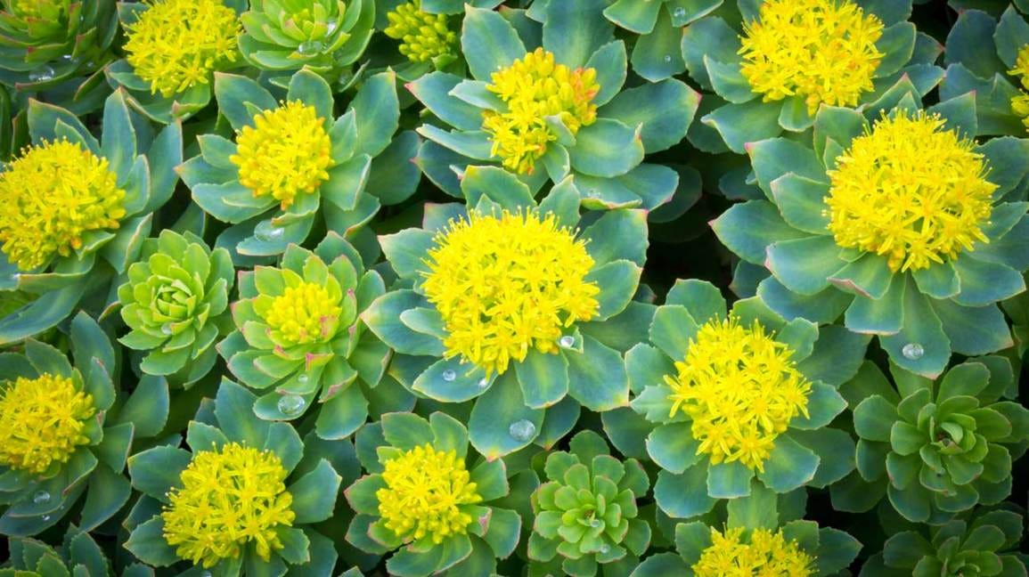 7 Proven Health Benefits of Rhodiola Rosea