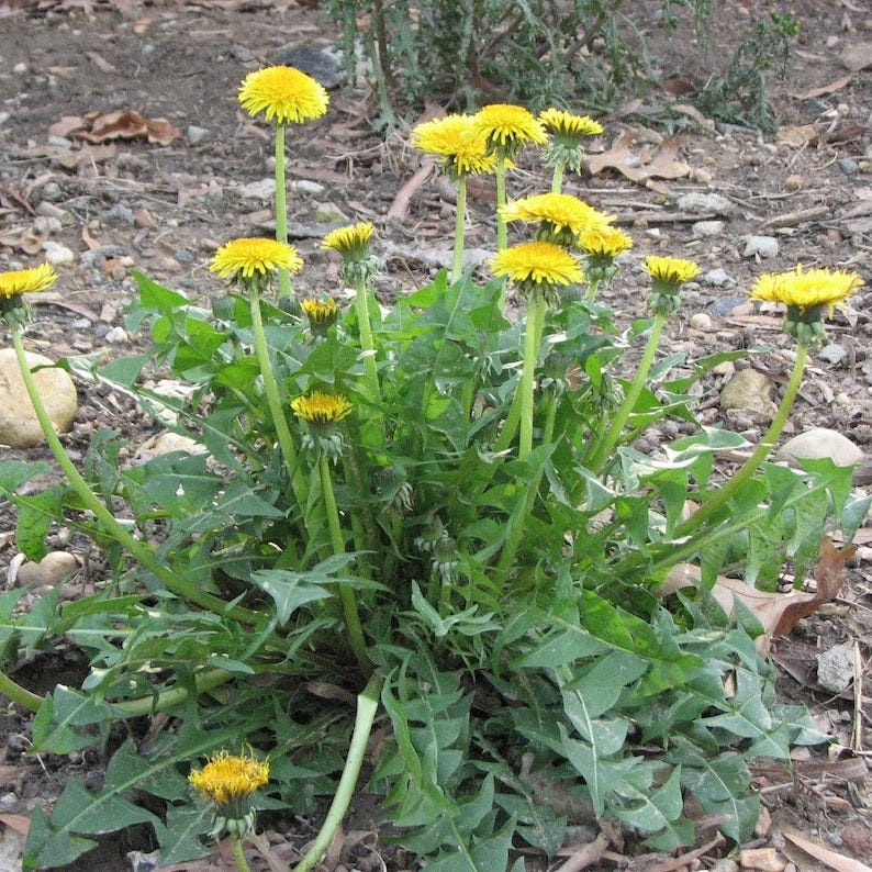 Dandelion Seeds Taraxacum officinale Packet of 20 Seeds  image 1