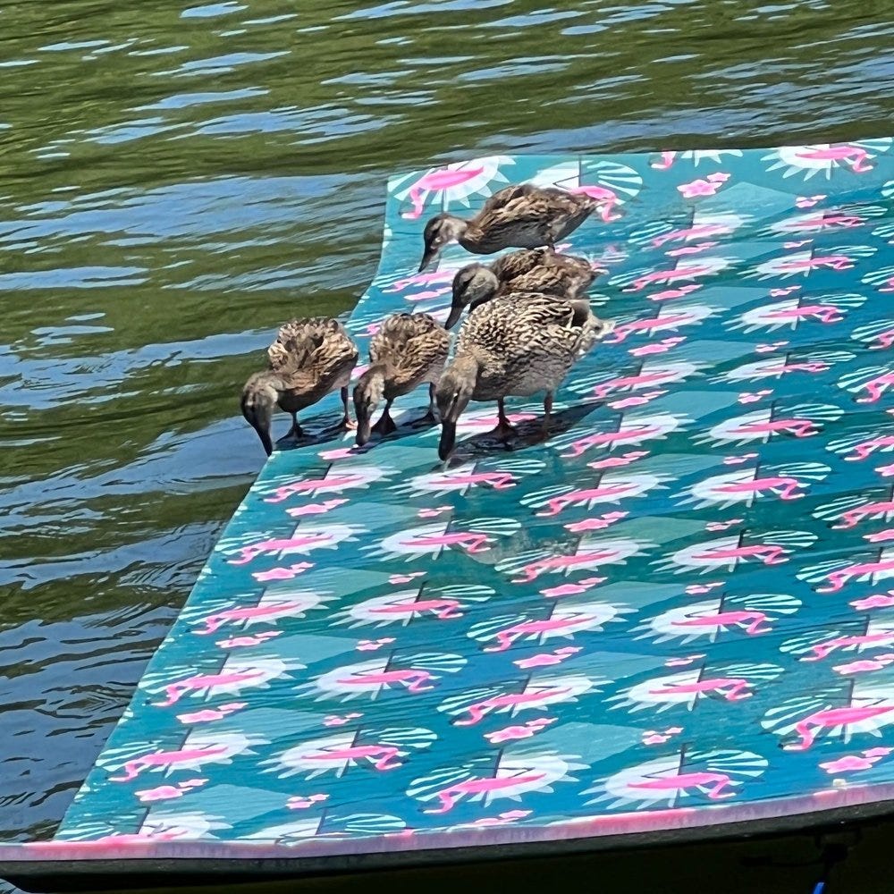 Ducks.jpg Ducks.jpg