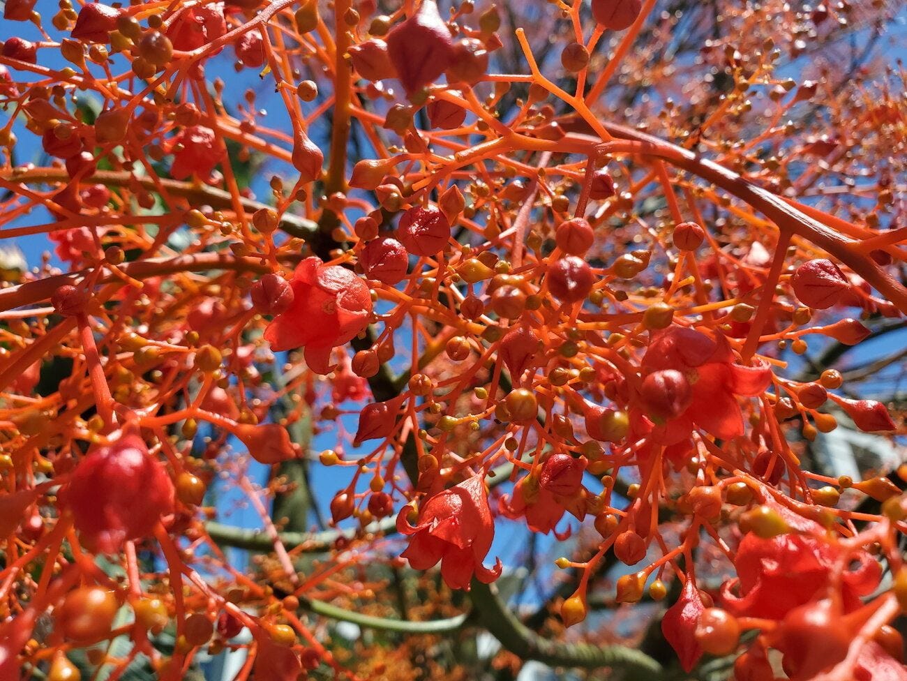 Brachychiton acerifolius [Flowers - Chiswick] 20221129_134903 sml.jpg