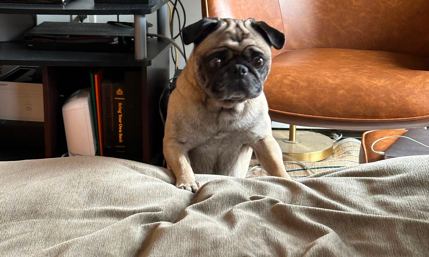 Maggie the pug clambering up onto a couch cushion from the floor to see what's going on up there.