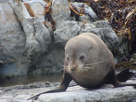 Photos of a seal on a rock, a small brown bird called a weccu on a rock, and a river cutting through high cliffs.