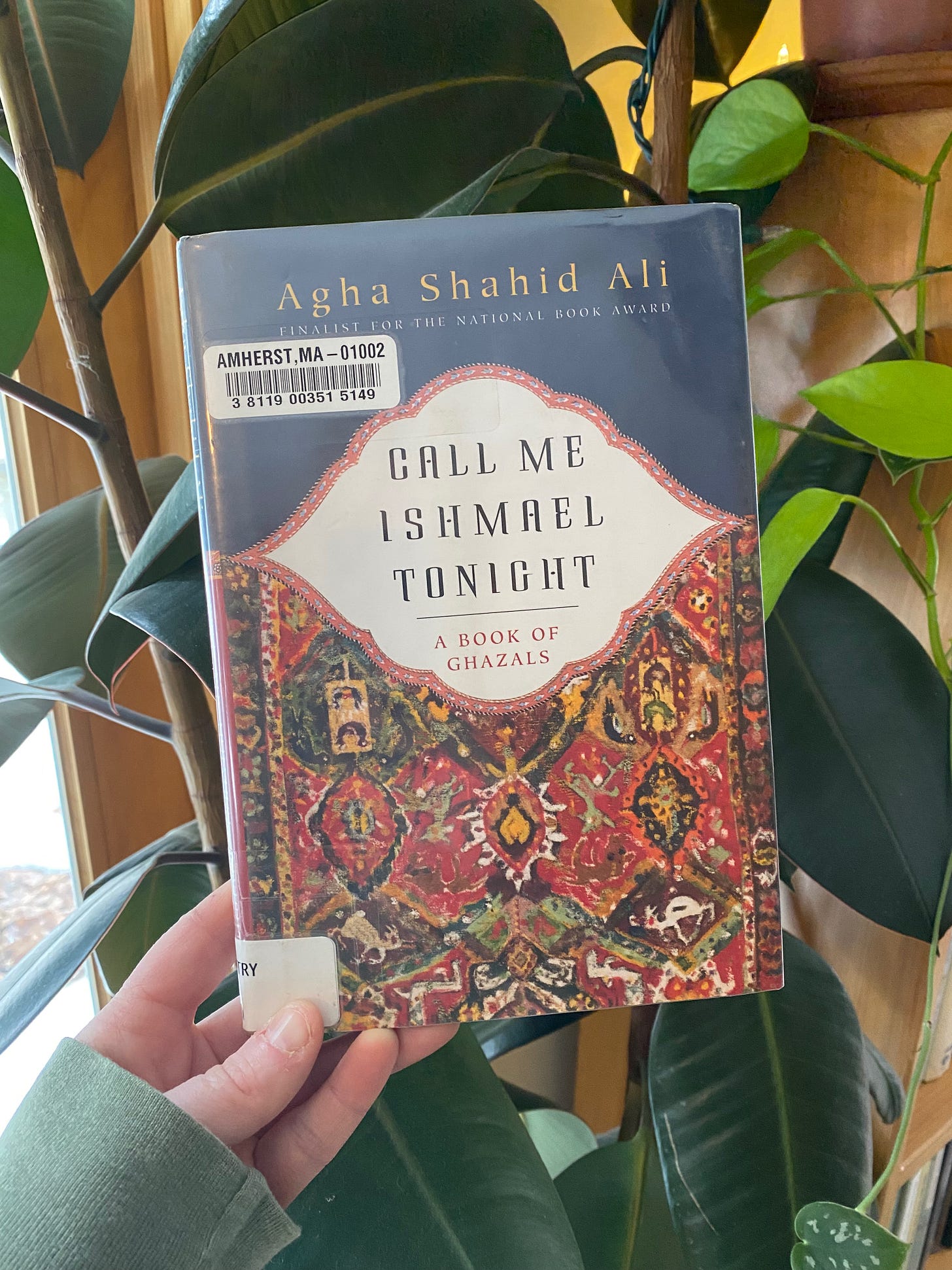 I’m holding up this book in front of a rubber plant.