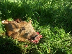This boar will forage (local farmers might prefer the term rampage) no more. 