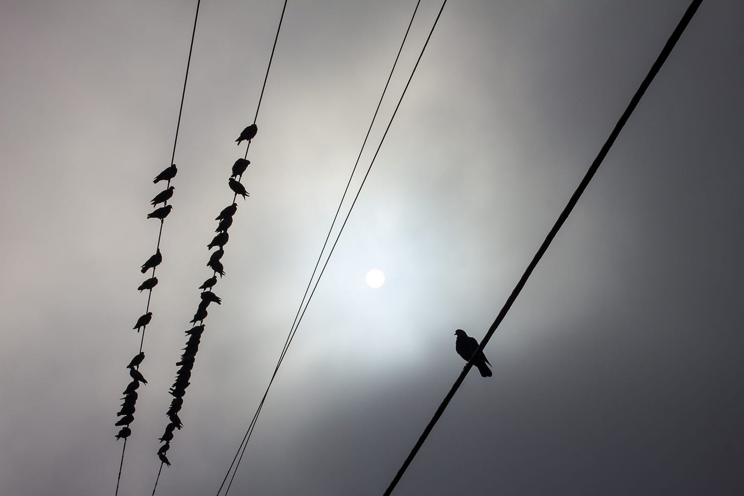 many birds on wires on left side, with one bird on a wire on right side many birds on wires on left side, with one bird on a wire on right side