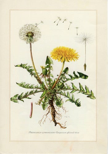 From the Spring Foraging Cookbook: Dandelion