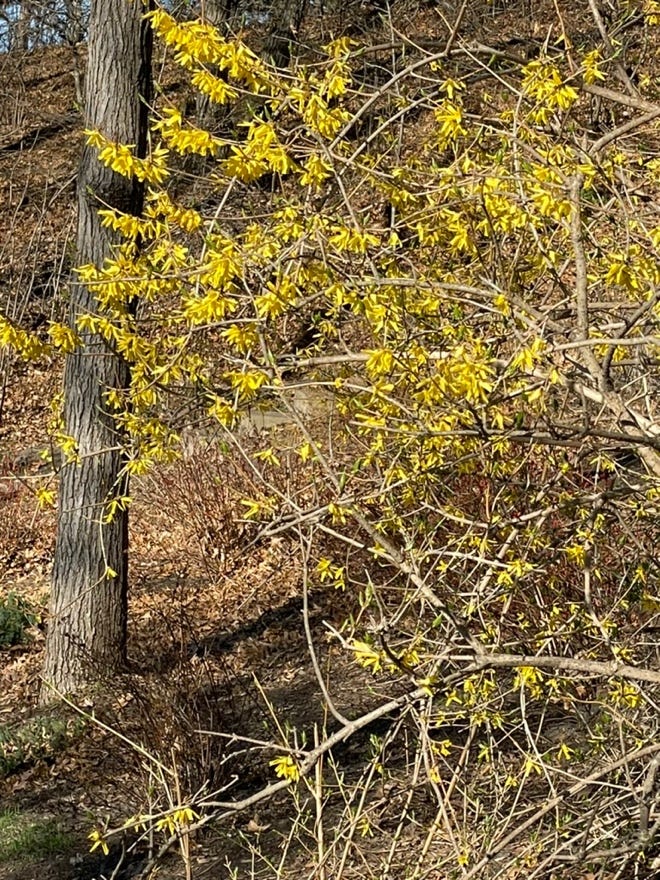 A tree with yellow flowers

Description automatically generated