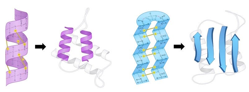 Protein Structure | BioNinja