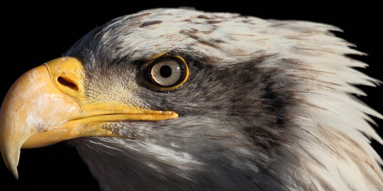 The government takes aim at America's endangered species