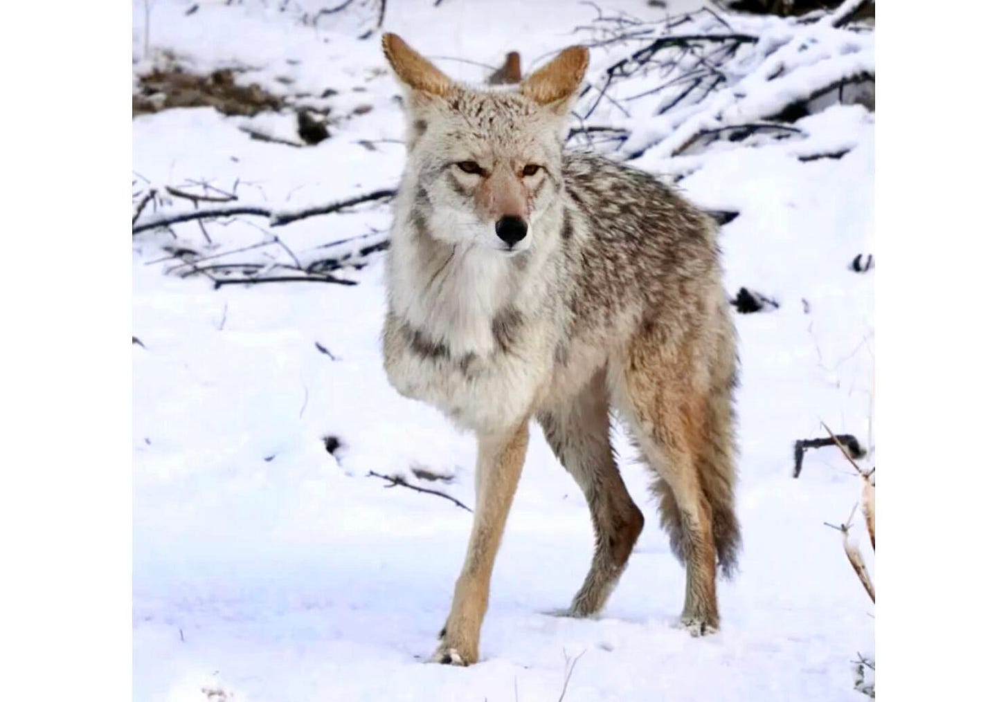 Meet Tripod, Joshua Tree's beloved the three-legged coyote - Los Angeles  Times