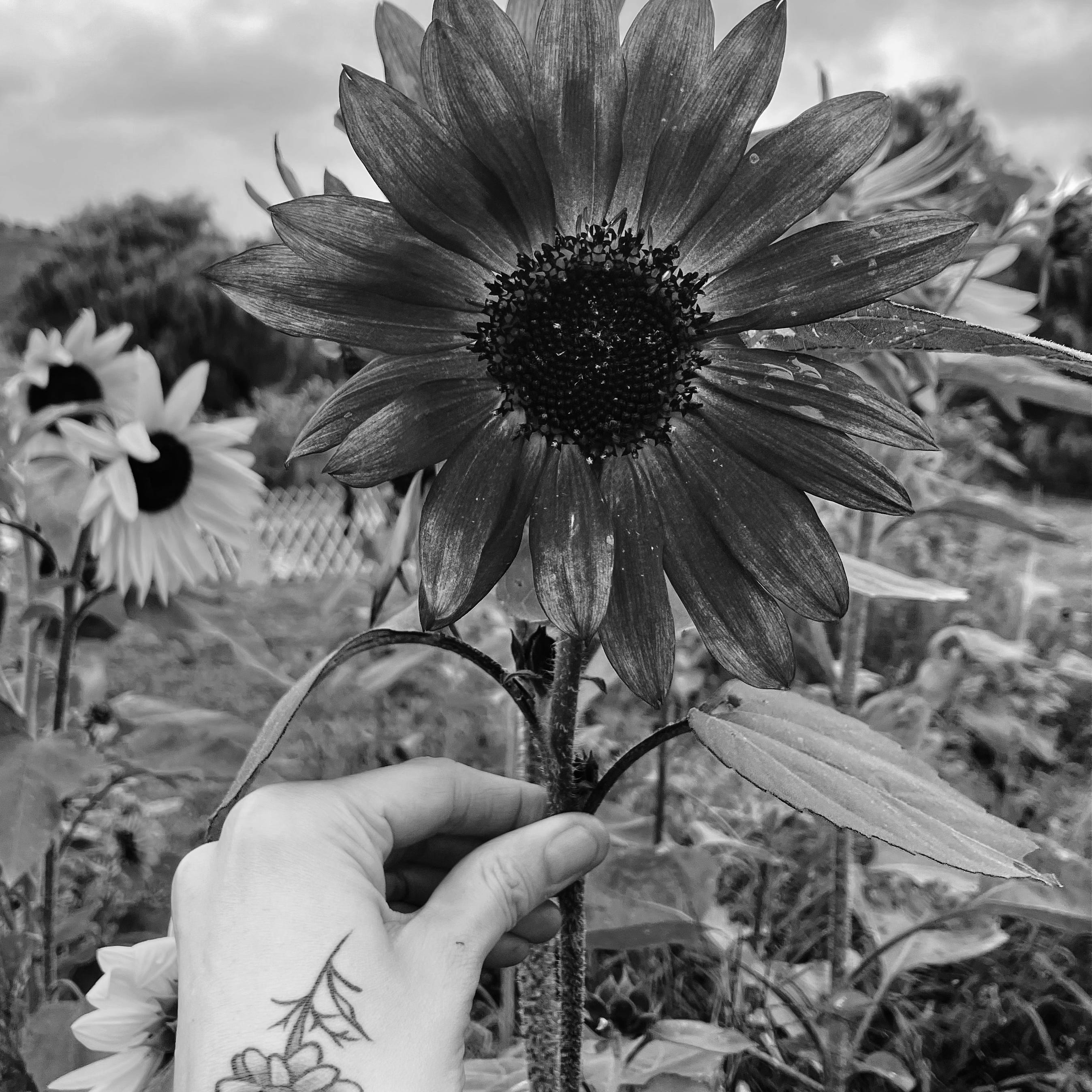 Petals and Teeth