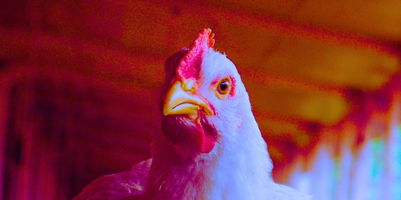 USDA Pumps $100 Million Into Bird Flu Vaccines